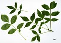 SpeciesSub: subsp. angustifolia SpeciesSub: subsp. angustifolia
